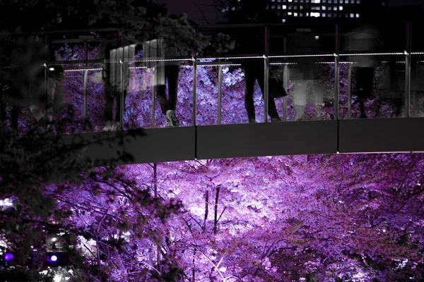 Pessoas Silhueta Para Ver Vistas Ver Flores Cerejeira Noite — Fotografia de Stock
