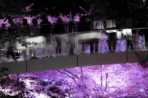 Pessoas Silhueta Para Ver Vistas Ver Flores Cerejeira Noite — Fotografia de Stock