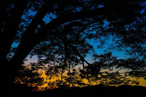 Imagen Silueta Del Atardecer Árbol — Foto de Stock