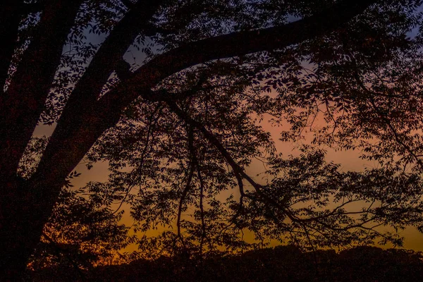 Gün Batımı Ağacın Silüeti — Stok fotoğraf