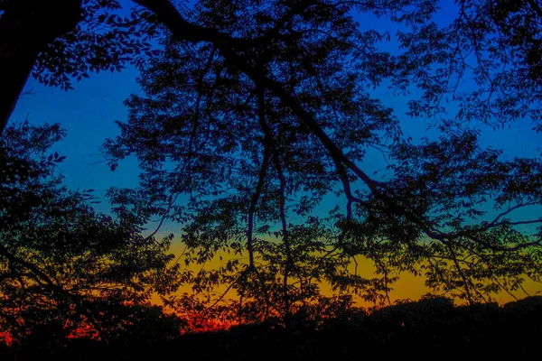 Image Silhouette Coucher Soleil Arbre — Photo