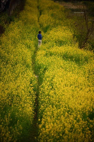 Persone Che Camminano Nel Campo Dello Stupro Giallo — Foto Stock