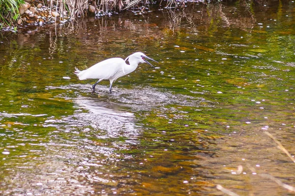 Immagine Shirosagi Incastonata Nel Fiume — Foto Stock