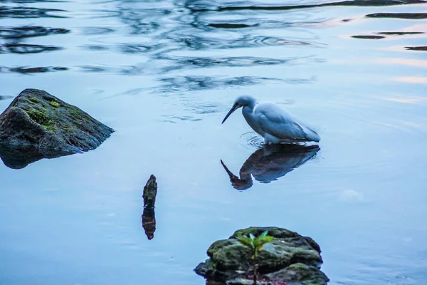 Imagem Shirosagi Aninhado Rio — Fotografia de Stock