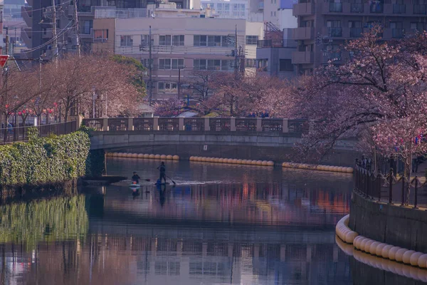 Ooka River Promenade Tercios Florecen Cerezo — Foto de Stock