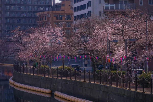 Ooka River Promenade第三棵盛开的樱桃树 — 图库照片