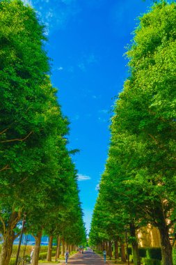 (Akishima) Taze yeşilden Ginkgo ağaçlı caddeler)