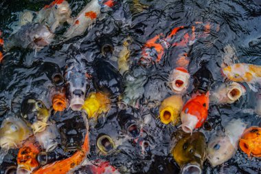 Bir sürü renkli sazan balığı.