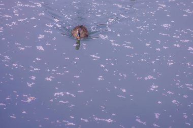 Nehirde yüzmek için ördek Kiraz çiçekleri doluyor