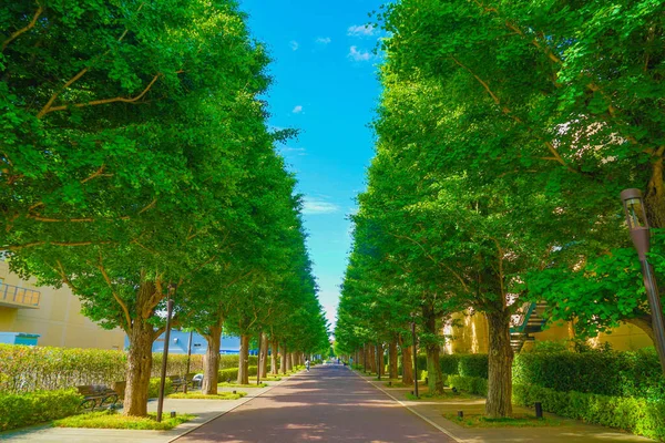 Улицы Свежей Зеленью Деревьях Гинкго Акисима — стоковое фото