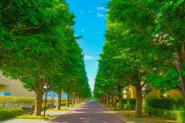 Ginkgo Met Bomen Omzoomde Straten Van Vers Groen Akishima — Stockfoto