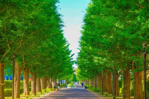 Ginkgo Calles Arboladas Verde Fresco Akishima —  Fotos de Stock