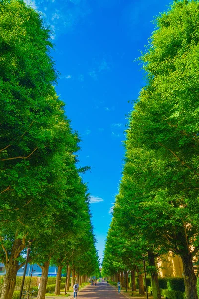 Улицы Свежей Зеленью Деревьях Гинкго Акисима — стоковое фото