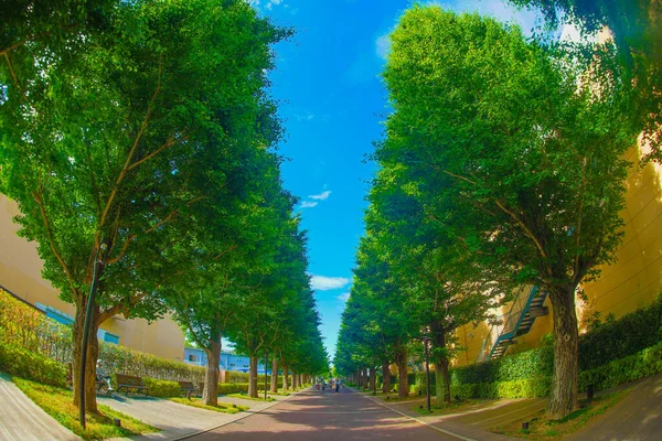 银杏绿树成荫的街道 秋岛市 — 图库照片