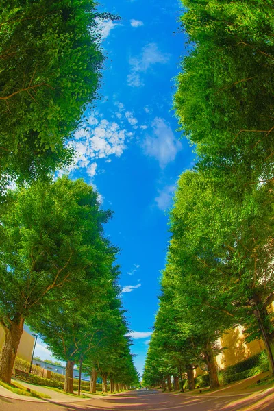 Ginkgo Ruas Arborizadas Verde Fresco Akishima — Fotografia de Stock
