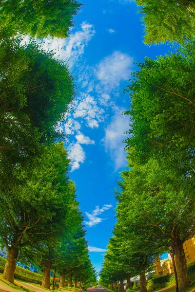 Ginkgo Деревообробні Вулиці Свіжого Зеленого Кольору Akishima — стокове фото