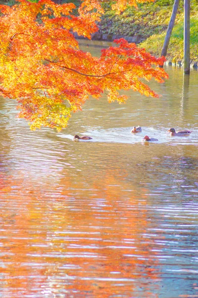 Canard Nageant Enveloppé Dans Étang Feuilles Automne — Photo