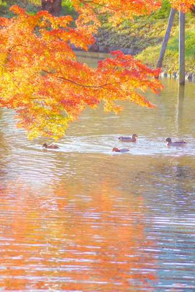 Pato Nadando Envolto Folhas Outono Lagoa — Fotografia de Stock