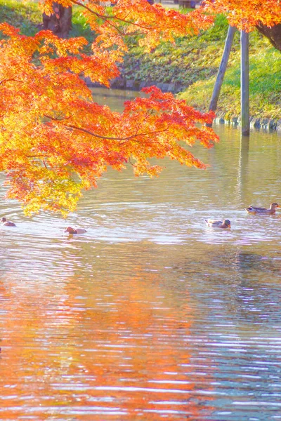 Canard Nageant Enveloppé Dans Étang Feuilles Automne — Photo