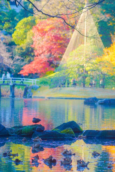 Canard Nageant Enveloppé Dans Étang Feuilles Automne — Photo