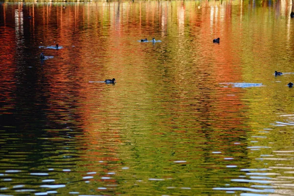 Pato Nadando Envolto Folhas Outono Lagoa — Fotografia de Stock