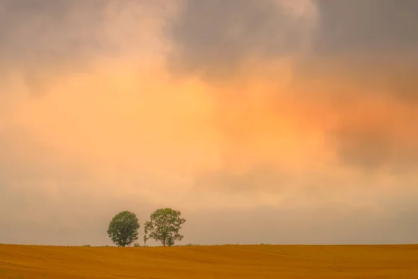 Silhouet Van Een Boom Van Ouder Kind — Stockfoto