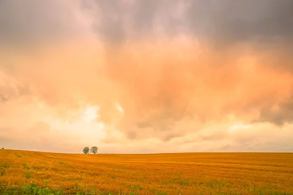 Silhouet Van Een Boom Van Ouder Kind — Stockfoto