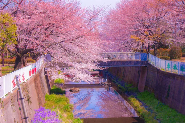 벚나무 — 스톡 사진