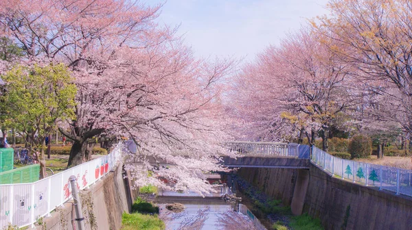 Kirsikkapuu Chofun Täydessä Kukassa — kuvapankkivalokuva