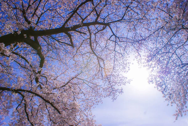 Cseresznyefa Chofu Teljes Virágjában — Stock Fotó