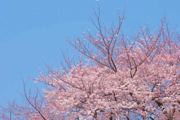 Cerezo Plena Floración Chofu — Foto de Stock