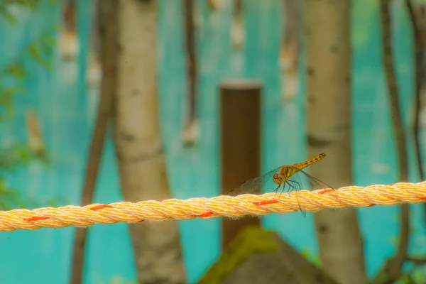 Hokkaido Anotogaster Sieboldii Λίμνη Του Hokkaido Μπλε — Φωτογραφία Αρχείου