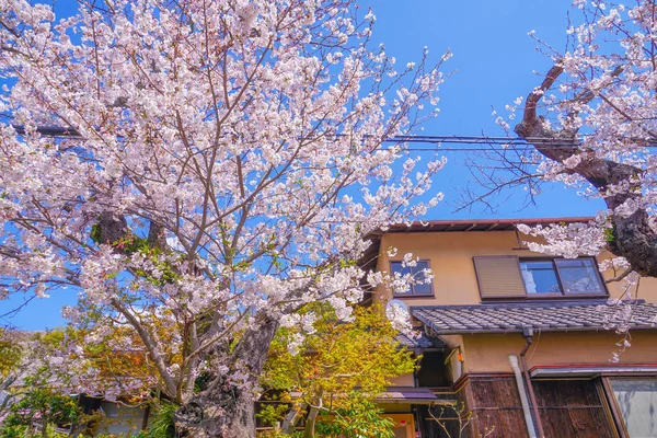 Sakura Kamakura Norte Plena Floração — Fotografia de Stock