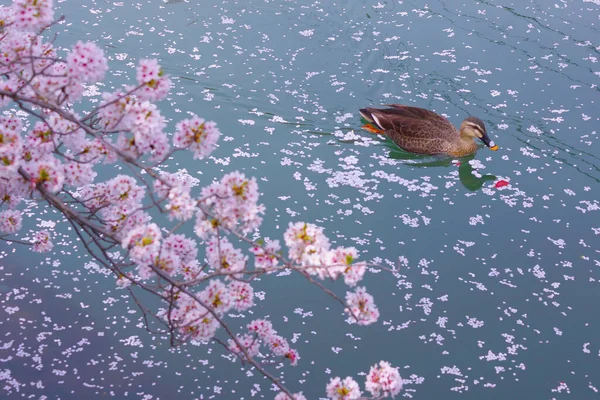 Duck Swim River Cherry Blossoms Fill — Stock Photo, Image