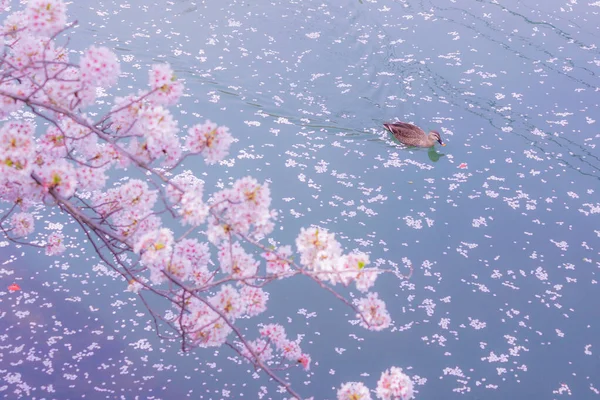 Duck Swim River Cherry Blossoms Fill — Stock Photo, Image