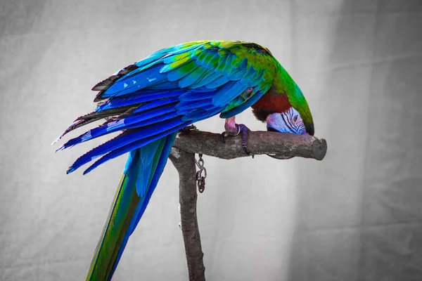 Kép Trópusi Színes Papagáj Harlequin — Stock Fotó