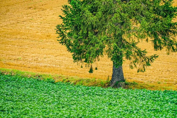 Choinka Zachód Słońca Hokkaido Biei Cho — Zdjęcie stockowe