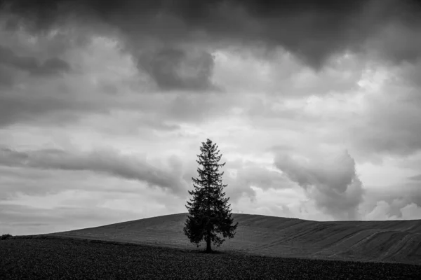 Weihnachtsbaum Und Sonnenuntergang Hokkaido Biei Cho — Stockfoto