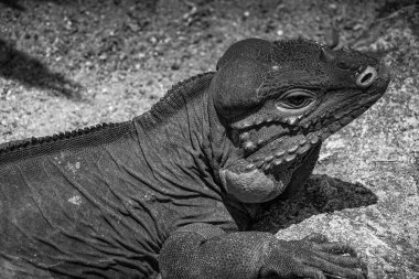 Ormanda yürü Komodo ejderhası (Singapur)