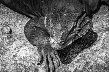 Ormanda yürü Komodo ejderhası (Singapur)