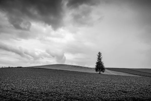 Weihnachtsbaum Und Sonnenuntergang Hokkaido Biei Cho — Stockfoto