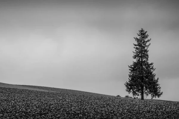 Albero Natale Tramonto Hokkaido Biei Cho — Foto Stock