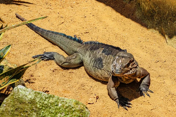 Procházka Džunglí Komodo Drak Singapur — Stock fotografie