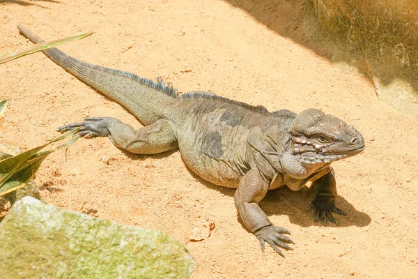 Procházka Džunglí Komodo Drak Singapur — Stock fotografie