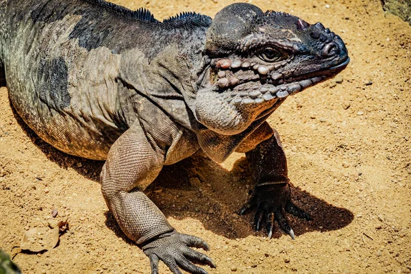 Περπατήστε Στη Ζούγκλα Δράκος Komodo Σιγκαπούρη — Φωτογραφία Αρχείου