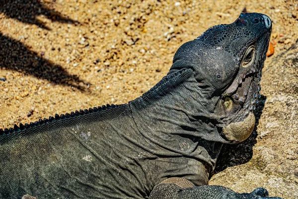 Procházka Džunglí Komodo Drak Singapur — Stock fotografie