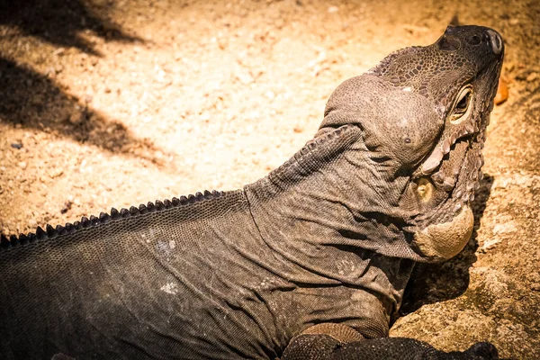 Περπατήστε Στη Ζούγκλα Δράκος Komodo Σιγκαπούρη — Φωτογραφία Αρχείου