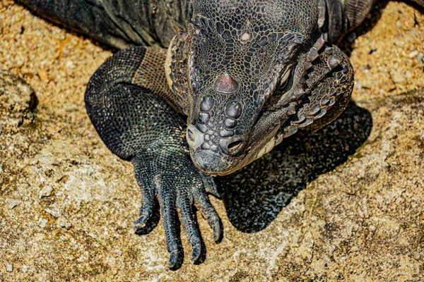 Procházka Džunglí Komodo Drak Singapur — Stock fotografie