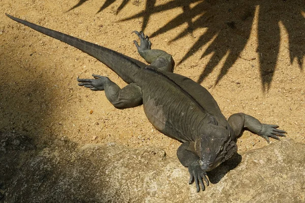 Procházka Džunglí Komodo Drak Singapur — Stock fotografie