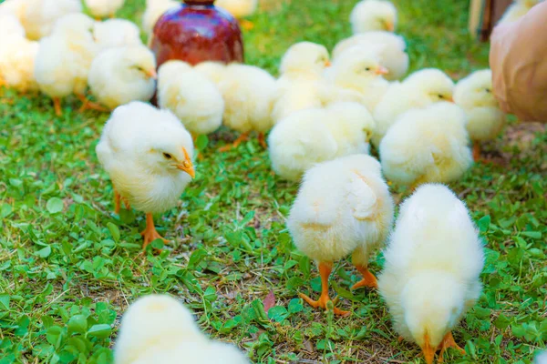 Mignon Beaucoup Poussins — Photo